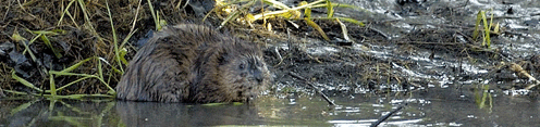 A muskrat on the bank