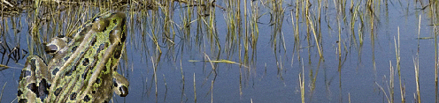 The Northern Leopard Frog in a marsh