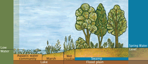 Different types of wetlands