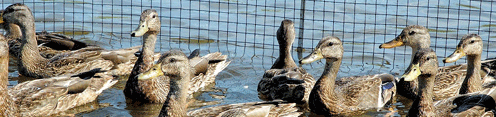 Group of Mallards