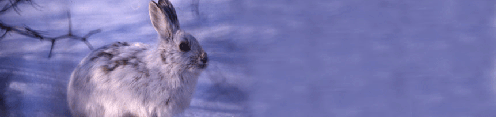 Snowshoe hare