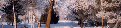 Snow-covered tree branches