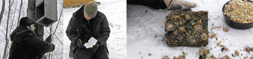 Visiting Wood Duck nesting boxes during winter