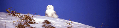 Harfang des neiges sur une butte