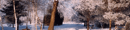 La neige recouvre les branches des arbres