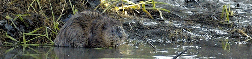 Un rat musqué sur la berge