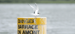 Common Tern on a buoy