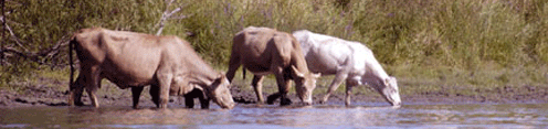 Cows in the community pasture on Île du Moine